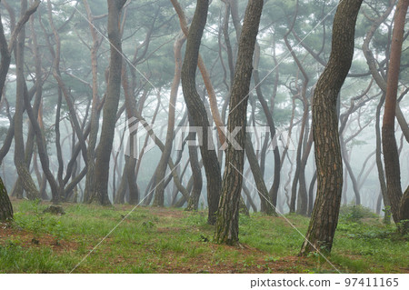 清晨美麗的松林草景 97411165