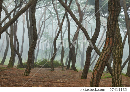 Beautiful pine forest grass view in the morning Beautiful pine forest grass view in the morning 97411183