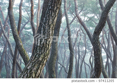 清晨美麗的松林草景 97411205