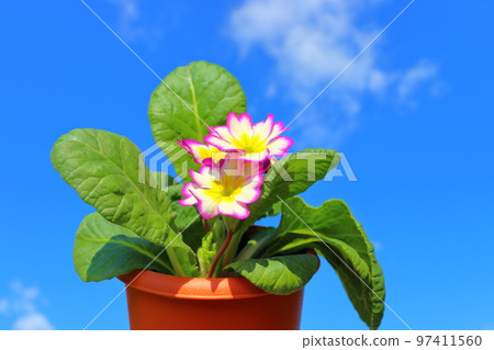 Primula Julien flower 97411560