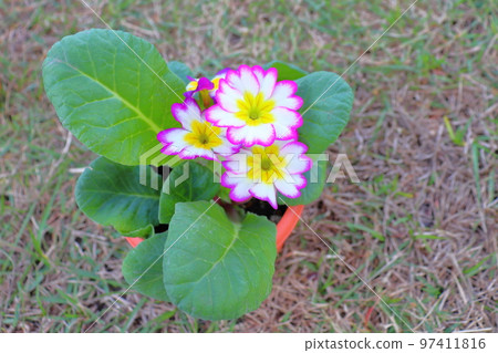 Primula Julien flower 97411816