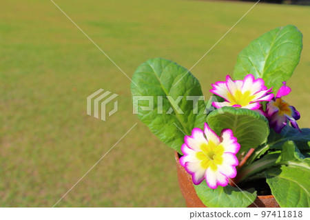 報春花朱利安花 報春花朱利安花 97411818