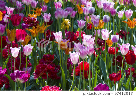 Many bright multi-colored tulips Many bright multi-colored tulips 97412017