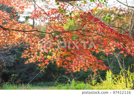 《愛知縣》尾張旭市秋季愛知縣立森林公園 97412116