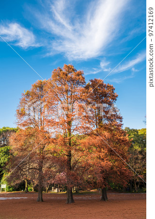 《愛知縣》尾張旭市秋季愛知縣立森林公園 97412169