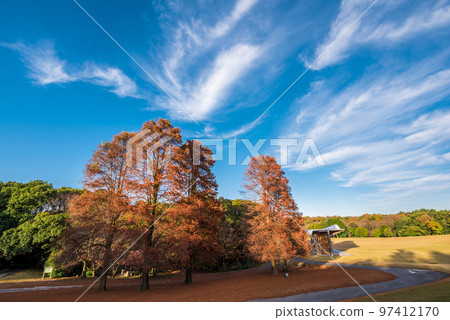 《愛知縣》尾張旭市秋季愛知縣立森林公園 97412170