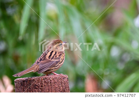 Emberiza podocephala personata / Aoji Emberiza podocephala personata / Aoji 97412707