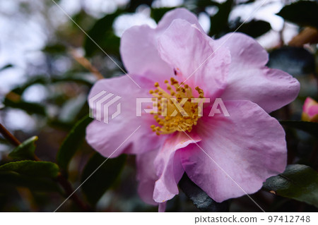 Sasanqua flowers 97412748