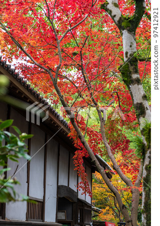 Beautiful autumn leaves at Hosokawa Gyobu Residence in autumn rain 97412921