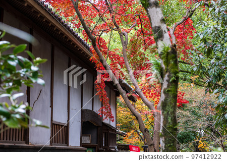 Beautiful autumn leaves at Hosokawa Gyobu Residence in autumn rain 97412922