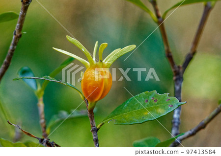 Gardenia fruit Gardenia fruit 97413584