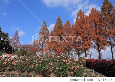 伊丹玫瑰公園 伊丹玫瑰公園 97413702