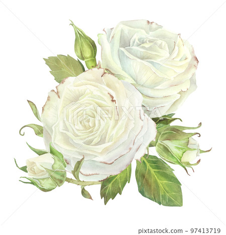White roses with leaves composition. Watercolor illustration.Isolated on a white background.For design of sticker, dishes, greeting card, stationery, cosmetics, perfumes packaging, wedding invitation White roses with leaves composition. Watercolor illustration.Isolated on a white background.For design of sticker, dishes, greeting card, stationery, cosmetics, perfumes packaging, wedding invitation 97413719