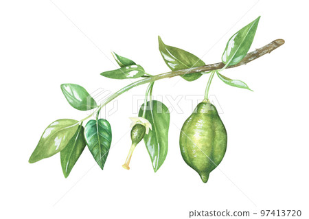 Green unripe lemons on a branch. Little lime. Watercolor illustration. Isolated on a white background. For design stickers, nature prints, kitchen accessories, product packaging with citrus Green unripe lemons on a branch. Little lime. Watercolor illustration. Isolated on a white background. For design stickers, nature prints, kitchen accessories, product packaging with citrus 97413720