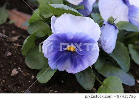 日本冬季花園中盛開的藍色三色堇花 日本冬季花園中盛開的藍色三色堇花 97413780