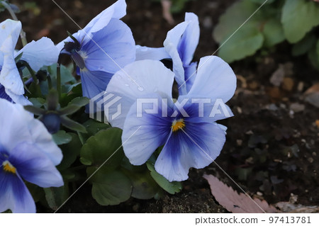 Blue pansy flowers blooming in a Japanese winter garden 97413781
