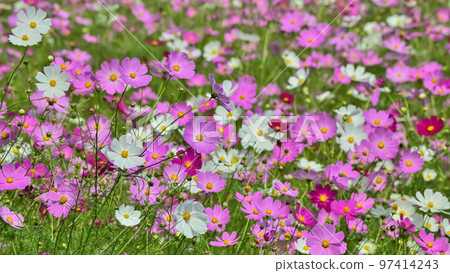 Cosmos flower 97414243