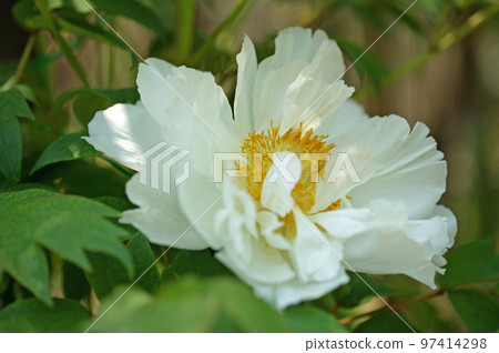 房子周圍的花 房子周圍的花 97414298
