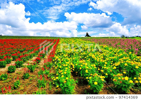 Summer Hokkaido Kanno Farm (Kamifurano, Hokkaido) 97414369