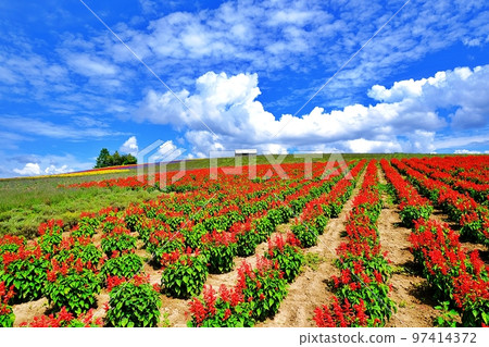 Summer Hokkaido Kanno Farm (Kamifurano, Hokkaido) 97414372