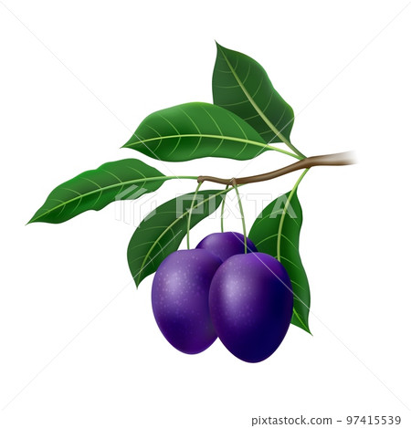 Realistic plum tree branch 97415539