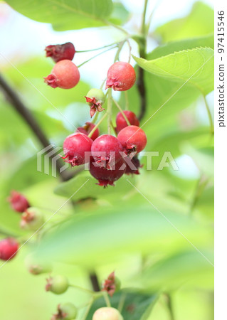 Autumn harvest Red berries Autumn scenery 97415546