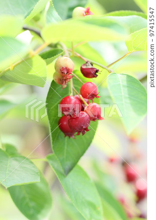 Autumn harvest Red berries Autumn scenery 97415547