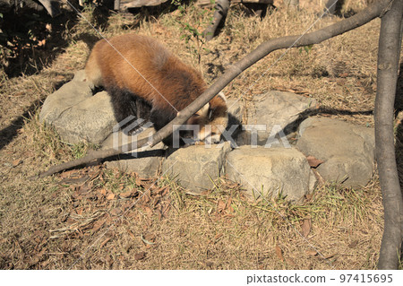 Red panda (Ueno Zoo) Red panda (Ueno Zoo) 97415695