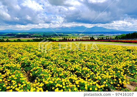 Flower Land Kamifurano (Kamifurano, Hokkaido) 97416107