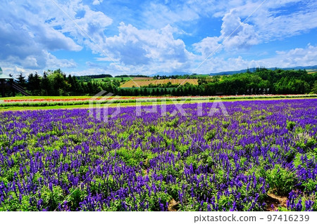Flower Land Kamifurano (Kamifurano, Hokkaido) Flower Land Kamifurano (Kamifurano, Hokkaido) 97416239