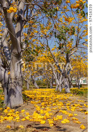 Ayutthaya Province, Thailand 97416359