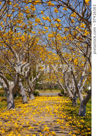 Ayutthaya Province, Thailand 97416363