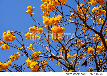 Thai flower span niger (Ayutthaya province, Thailand) Thai flower span niger (Ayutthaya province, Thailand) 97416366