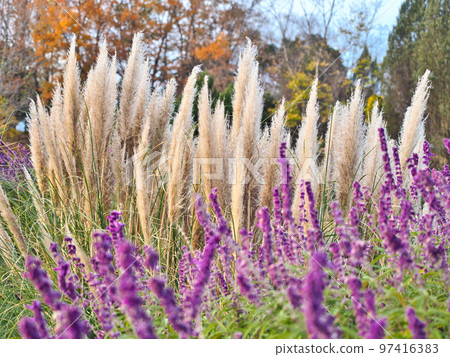 蒲葦直衝雲霄的自然風光（白金吉） 97416383
