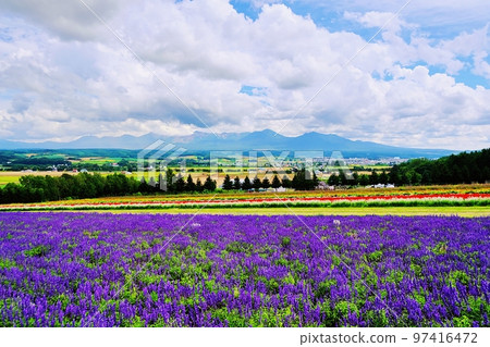 Flower Land Kamifurano (Kamifurano, Hokkaido) Flower Land Kamifurano (Kamifurano, Hokkaido) 97416472