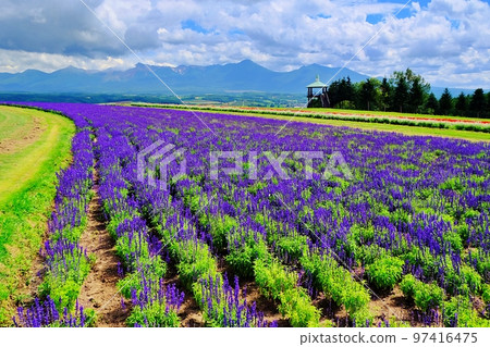Flower Land Kamifurano (Kamifurano, Hokkaido) 97416475