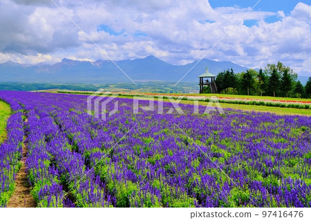 Flower Land Kamifurano (Kamifurano, Hokkaido) Flower Land Kamifurano (Kamifurano, Hokkaido) 97416476