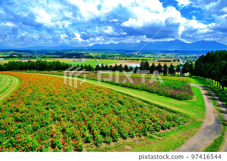 Flower Land Kamifurano (Kamifurano, Hokkaido) 97416544