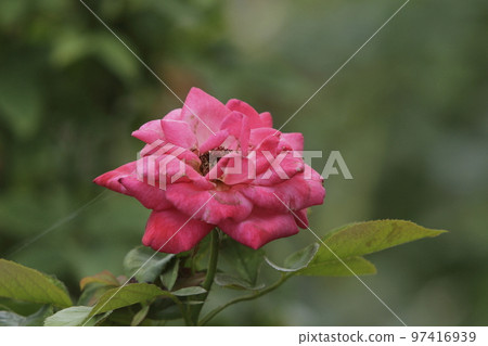 Arao City Ominous Citizen Flower Bed Rose Flower, 97416939