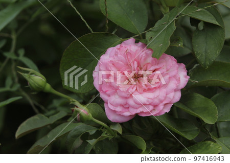 Arao City Ominous Citizen Flower Bed Rose Flower, Arao City Ominous Citizen Flower Bed Rose Flower, 97416943