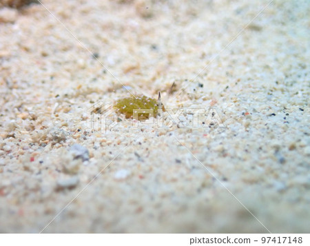 Kusai Lomo Ushushi 97417148