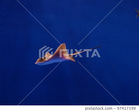 小黃貂魚 小黃貂魚 97417199