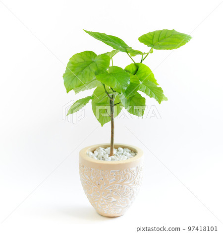 Potted plant of foliage plant, Ficus umbellata [white background] 97418101