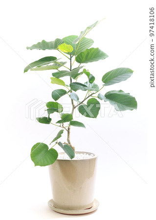 Potted plant of foliage plant, Ficus umbellata [white background] 97418106