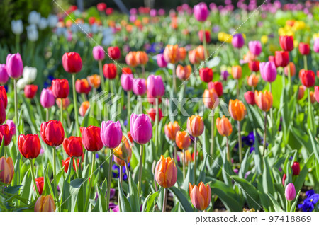 tulips in full bloom 97418869