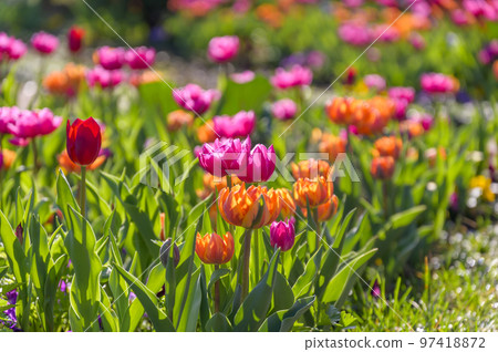 tulips in full bloom tulips in full bloom 97418872