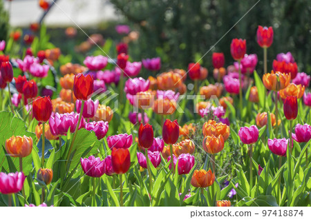 盛開的鬱金香 97418874