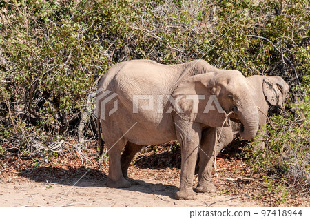 Desert Elephant in Namibia 97418944
