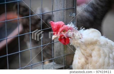 A chicken with white plumage and a red comb has its head extended and looks intently into the camera as it walks. A chicken with white plumage and a red comb has its head extended and looks intently into the camera as it walks. 97419411