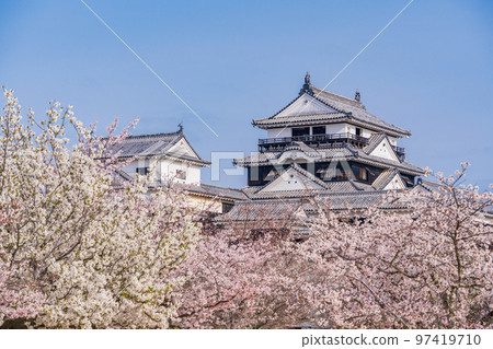 （愛媛縣）櫻花、松山城 97419710